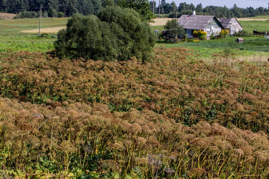 Valstybė kovos su Sosnovskio barščiais: masinis naikinimas – kitąmet