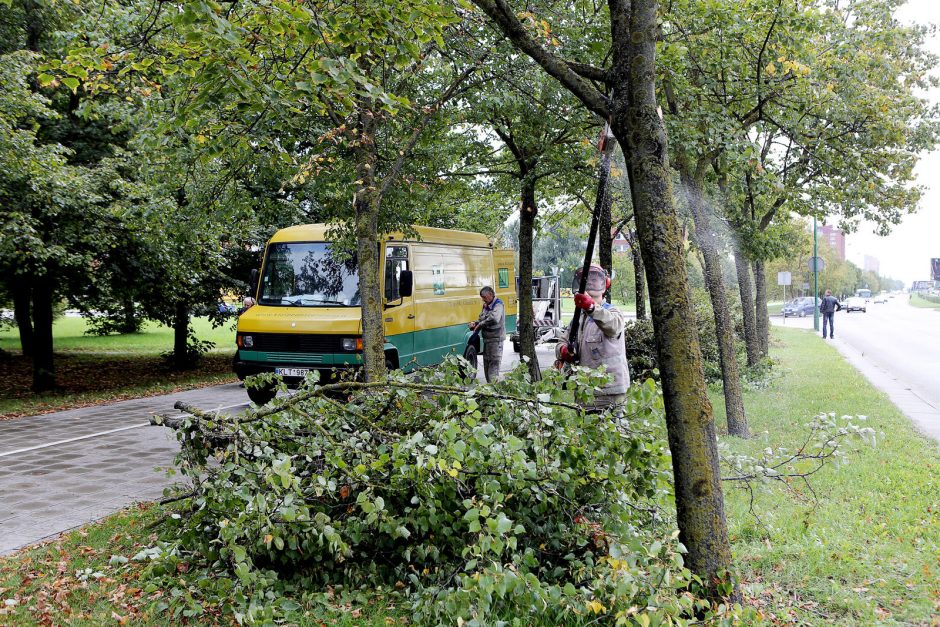 Klaipėdoje nugenės kelis šimtus medžių