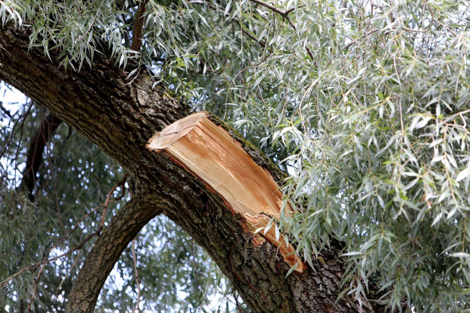 Už medžių genėjimą – bauda