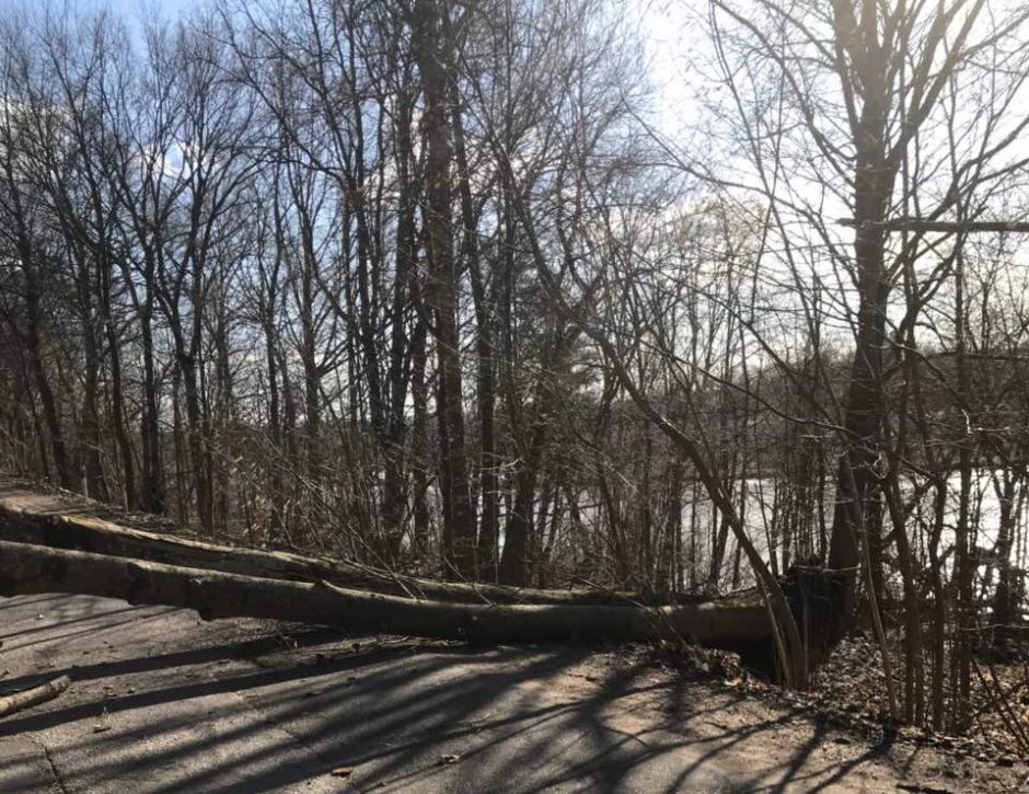 Per plauką nuo tragedijos: medžiai krinta ant automobilių