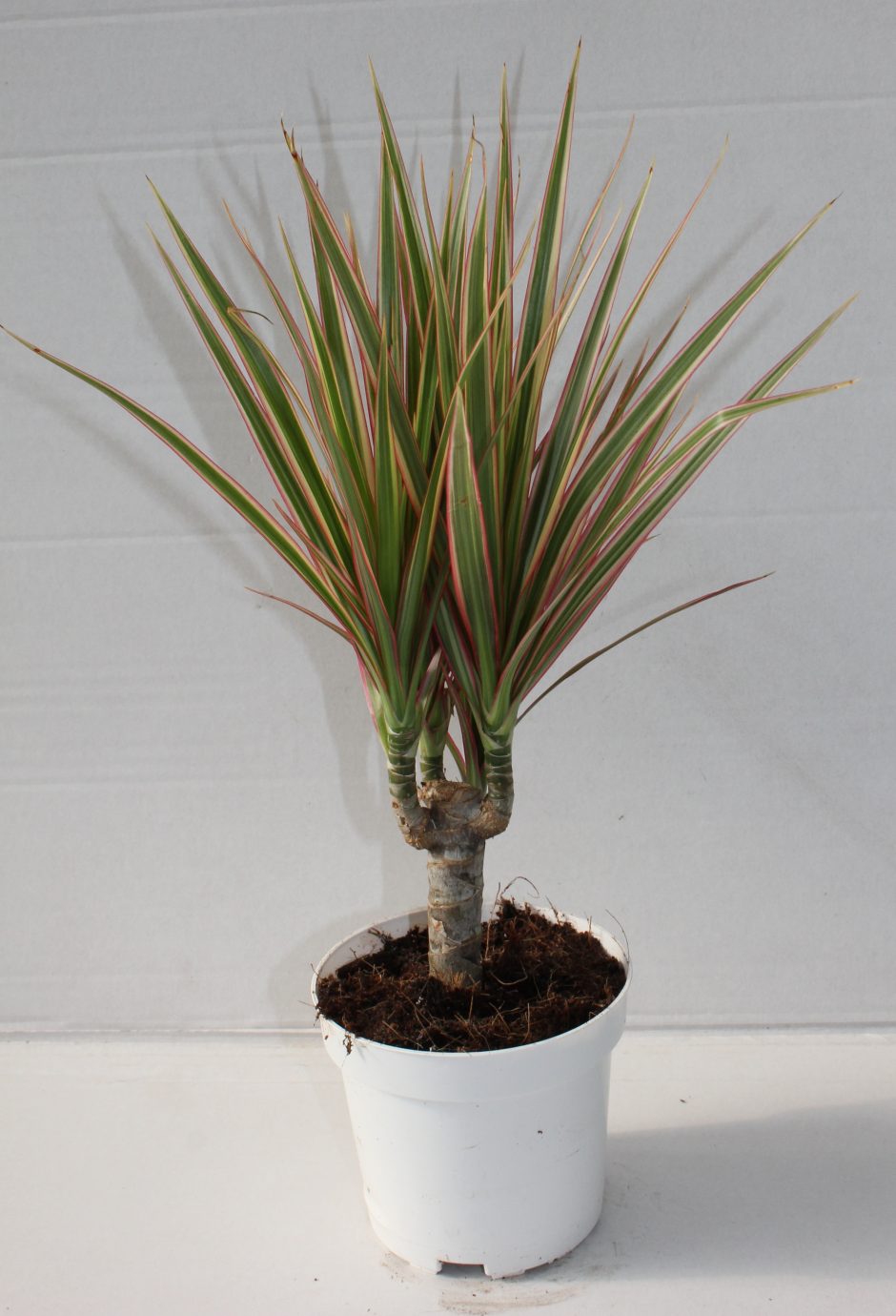 Palme vadinama dracena: ką vertėtų žinoti apie šią namų puošmeną?