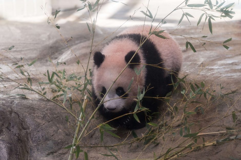 Mažylė panda pirmą kartą debiutavo prieš kameras