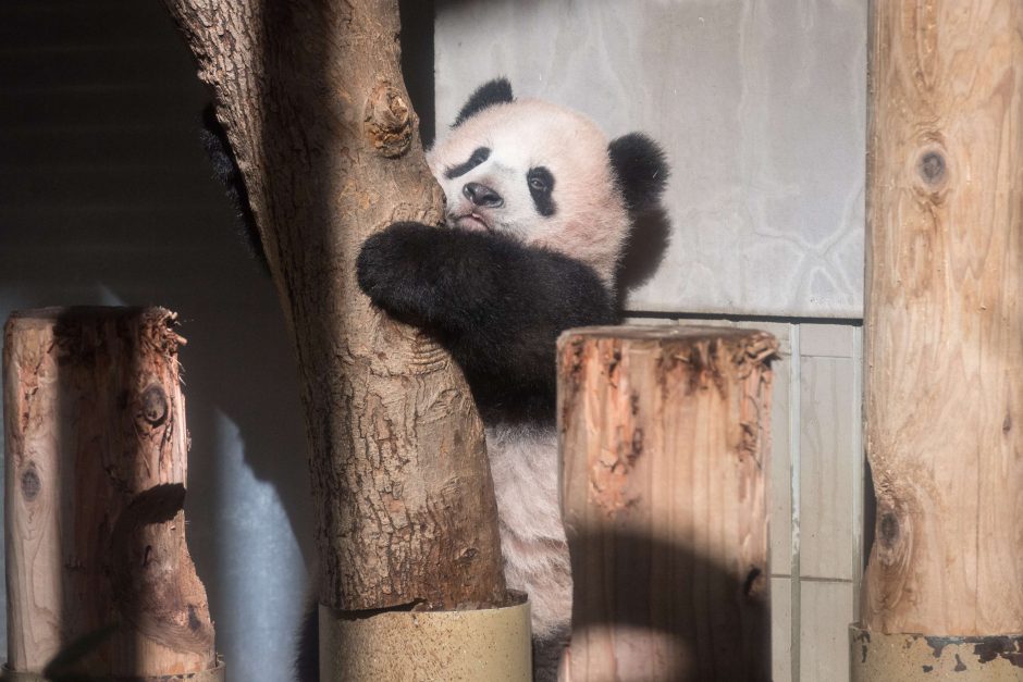 Mažylė panda pirmą kartą debiutavo prieš kameras