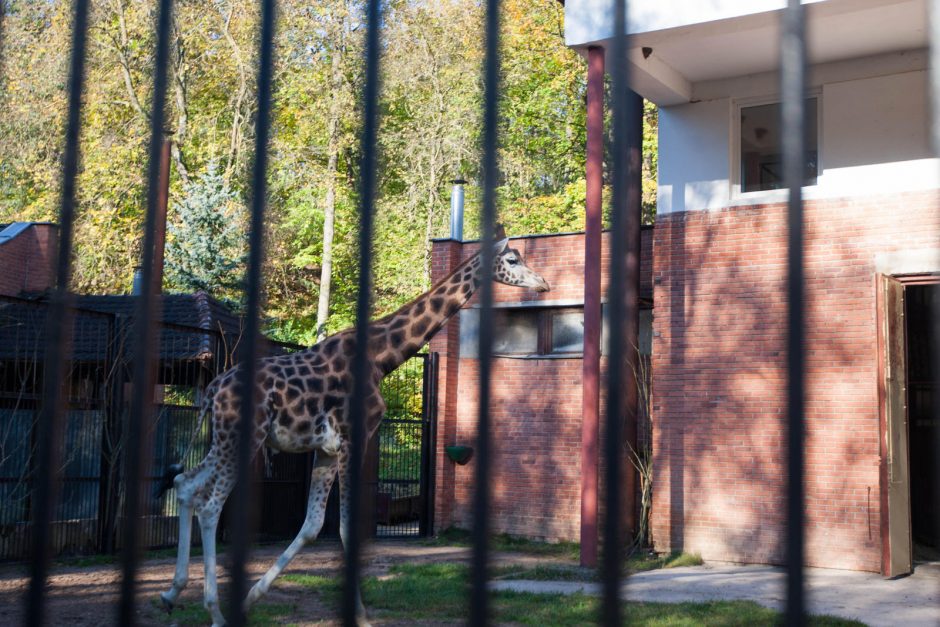 Tokio aukštaūgio Lietuva dar neturėjo