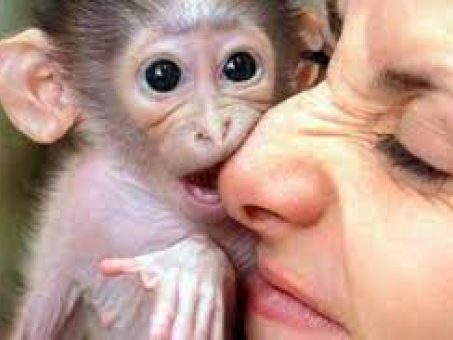 Skelbimas - Mieloms kapucinų beždžionėms reikia naujų namų