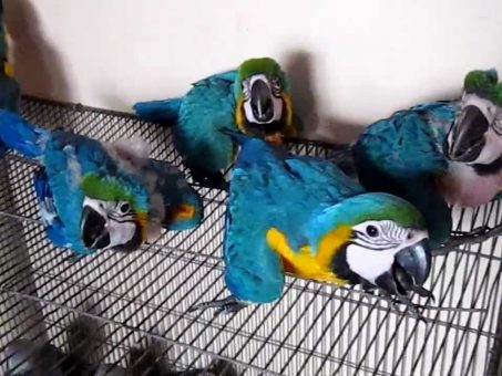 Skelbimas - Strutis, macaw, afrikietiška pilka, kakadu, „Amazon“, „Eclectus“ papūg