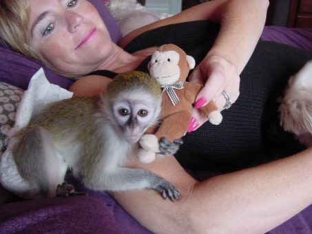 Skelbimas - Mieli kapucinų beždžionių kūdikiai