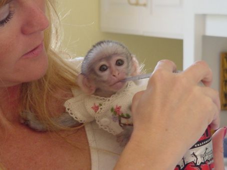Skelbimas - Mieli kapucinų beždžionių kūdikiai