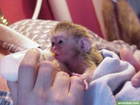 Skelbimas - Parduodamos gražios kapucinų beždžionės