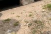 Skelbimas - Dingo baltas katinas KAUNAS, Narsiečiai