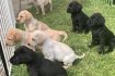Skelbimas - Labradoro retriverių šuniukai