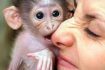 Skelbimas - Mieloms kapucinų beždžionėms reikia naujų namų