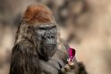 Pranešimas: San Diego zoologijos sodo administracija pranešė, kad neliko 52 metų safari parko pažibos – gorilos Winstono.