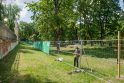 Sureagavusi į kritiką, Vilniaus miesto savivaldybė šiek tiek atsitraukė ir pranešė, kad medžių kirtimas nukeliamas, kol paukščiai Sapiegų parke išperės jauniklius.
