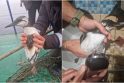 Grėsmės: naftos produktai vandens paukščiams gali būti pražūtingi – jie pažeidžia paukščių plunksnas ir virškinimo traktą.