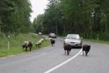 Likimas: prieš keletą metų vietinės gyventojos augintos avys buvo išguitos iš Neringos miškų, o šiuo metu gamtosaugininkai pasiruošę mokėti pinigus, kad tik jos nuėstų parko žolę.