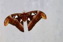 Attacus atlas