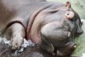 Seniausias pasaulyje hipopotamas užmigdytas būdamas 62 metų