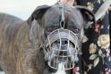 Nuo kitų metų Lietuvoje uždraudžiami koviniai šunys