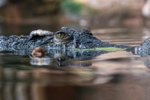 Į upę įkritusį žveją Australijoje prarijo krokodilas