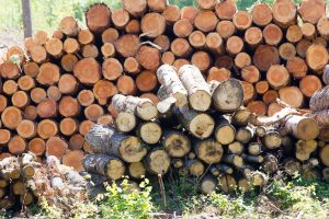 Tauragės rajone – neeilinė vagystė: iškirsta apie 100 medžių
