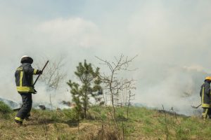 Raseinių rajone degė kviečiai, miško paklotė