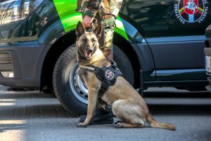 Leidimą laikinai gyventi Lietuvoje turintis baltarusis pateikė suklastotą vairuotojo pažymėjimą