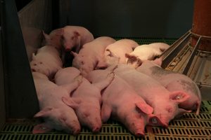 AKM toliau naikina kiaulių ūkius: šįsyk – Klaipėdos rajone