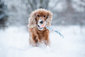 Penki veterinarės patarimai, kurie padės pasirūpinti savo augintiniu žiemą