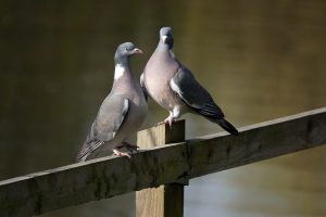 Ginčas tarp balandžių augintojų: vyras nušovė 3 žmones ir nusižudė