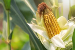 Genetiškai modifikuoto maisto žymėjimas: ką svarbu žinoti?