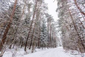 Sumažėjus žievėgraužių tipografų, kelių savivaldybių miškuose atšaukta stichinė nelaimė