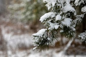 Kilus ginčams atšauktas nutarimas dėl Suvalkijos nacionalinio parko steigimo