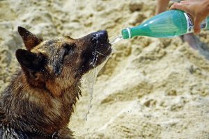 Vasaros karščiai itin pavojingi gyvūnams: kaip juos apsaugoti?