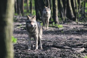 Avių augintojai nebesusidoroja su vilkais: nepadeda nei tvoros, nei tvartai