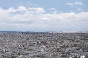 Kuršių marių taršos bylą pradėjo nagrinėti naujas teisėjas