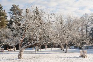 Sinoptikai pateikė ilgalaikę gruodžio mėnesio orų prognozę