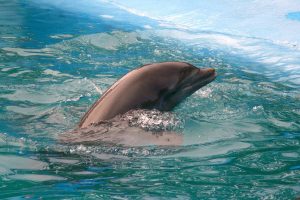 Į Prancūzijos pakrantę išmesta šimtai negyvų delfinų