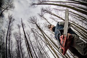 Vyriausybė nusprendė nekeisti valstybinių miškų kirtimų normos