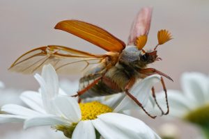 Gamtininkas: vakarų Lietuvoje vėl skraido daugybė grambuolių