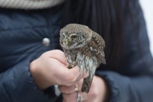 Pakaunėje ugniagesiai gelbėjo kamine įstrigusį pelėdžiuką