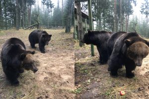 „Žvėrinčiuje“ jau apgyvendintos iš „Raubonių parko“ konfiskuotos meškos