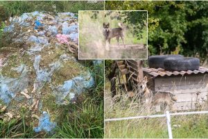 Atgarsiai iš Žiegždrių: baisiomis sąlygomis laikomų šunų savininkui skirta bauda