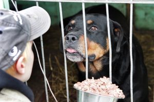 Keisčiausių darbų specialistai: nuo keturkojų maisto degustavimo iki žmonių stumdymo į traukinius