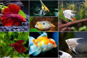 Akvariuminės žuvytės: ką būtina žinoti?