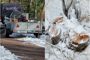 Susirūpino dėl kertamų medžių Melnragėje: kam trukdė beržai?