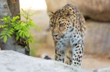 Amūrinė leopardė leidosi į amžinąją medžioklę