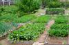 Jūsų daržovių sodas: paprasti žingsniai į sėkmę