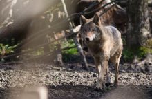 Seimas linkęs pritarti leidimui medžiotojams paveldėti medžioklės plotus