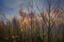 Lenkija: su Lietuva besiribojančioje Palenkės vaivadijoje kilo didelis miško gaisras